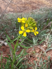 Erysimum asperum