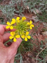 Erysimum asperum