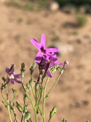 Jamesbrittenia foliolosa