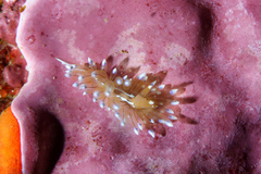 Antiopella cristata