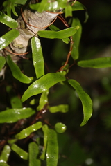 Lygodium articulatum