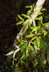 Lygodium articulatum