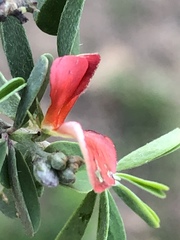 Indigofera sessilifolia