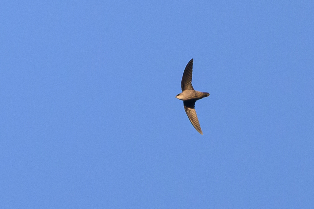 Chimney Swift from Montgomery County, MD, USA on October 8, 2023 at 08: ...