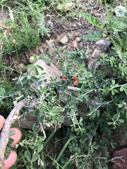 Indigofera sessilifolia