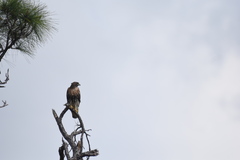 Buteo jamaicensis umbrinus