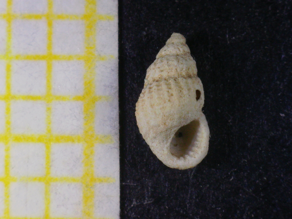 Alvania beanii