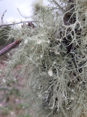 Usnea florida