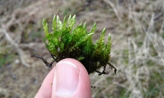 Brachythecium rivulare