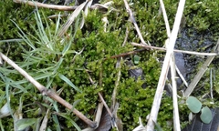 Brachythecium rivulare