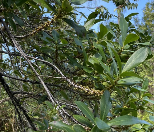 Myrsine (Myrsine acrantha)