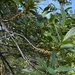 Myrsine acrantha - Photo 由 Ann Stafford 所上傳的 (c) Ann Stafford，保留部份權利CC BY-NC