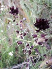 Streptanthus insignis