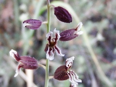 Streptanthus insignis