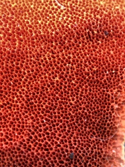 Trametes cinnabarina