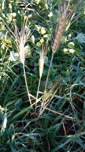 Foto de Trigo