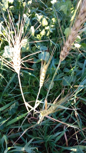 Foto de Trigo