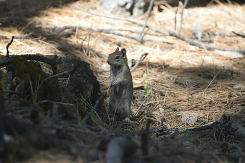 Sierra Madre Ground Squirrel (Callospermophilus madrensis)