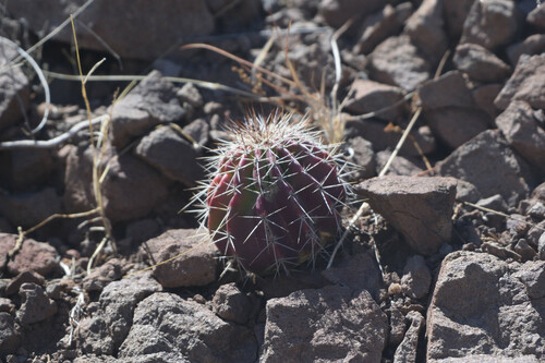 Echinocereus stoloniferus