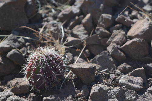 Echinocereus stoloniferus