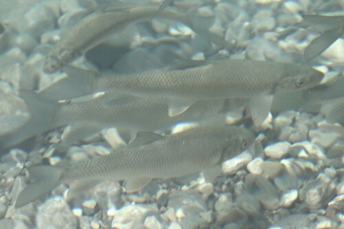 Antalya scraper (Capoeta antalyensis) — Cyprinidae — 4