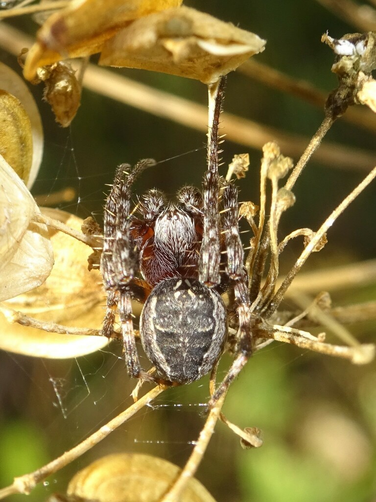 Ornamental Orbweaver