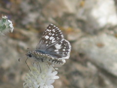 Lepidoptera