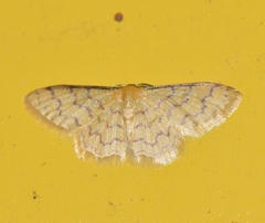 Idaea similinea