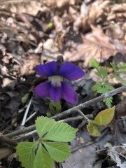 Viola triloba
