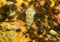 Brazilian Clingfish photo 4