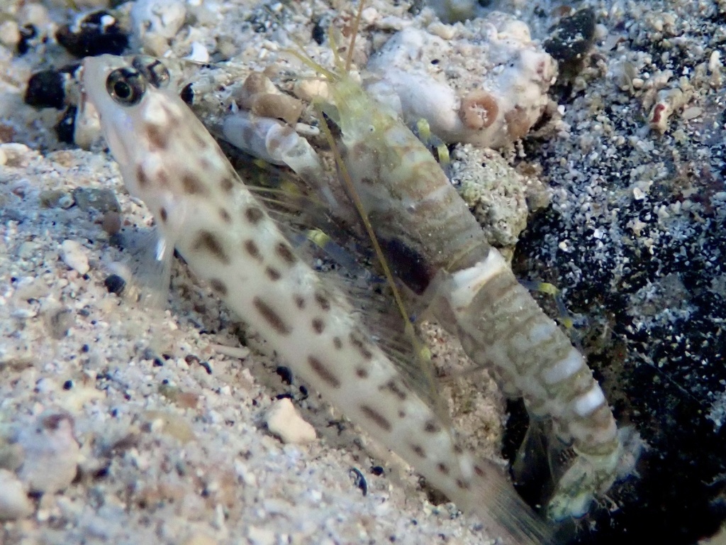 Djedda Snapping Shrimp