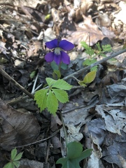 Viola triloba