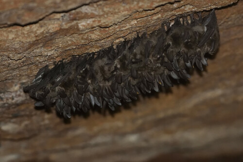 Mexican Big-eared Bat (Corynorhinus mexicanus)