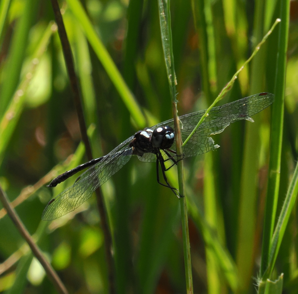 Macrothemis capitata