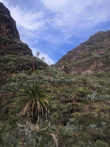Foto de Palmeira-das-canárias