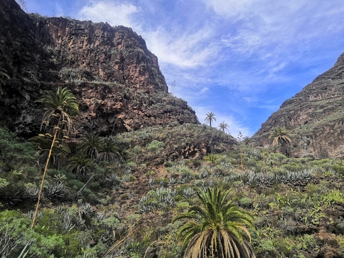 Foto de Palmeira-das-canárias
