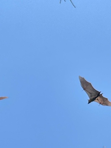 Straw-coloured Fruit Bat