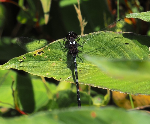 Macrothemis tenuis