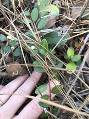 Vaccinium crassifolium