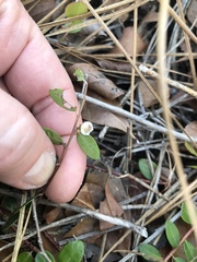 Vaccinium crassifolium