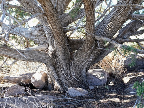 Image of Juniperus arizonica by (c) Andrew Tree, some rights reserved (CC BY)