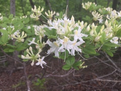Rhododendron alabamense