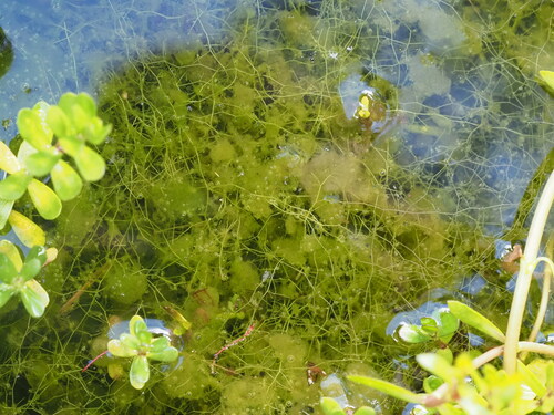 Utricularia gibba, 2024-01-01
