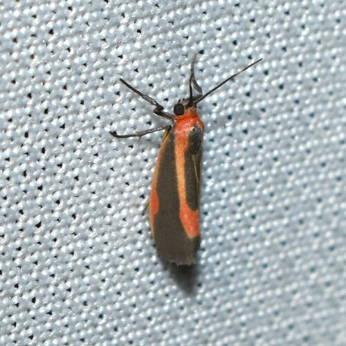 Subject Lichen Moth photo 4