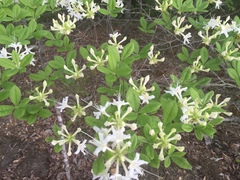 Rhododendron alabamense