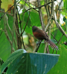 Synallaxis erythrothorax