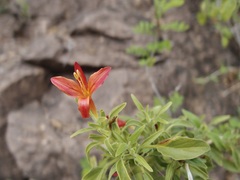 Thurber's Twistflower (Anisacanthus)