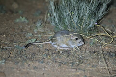 Banner-Tailed Kangaroo Rat photo 2