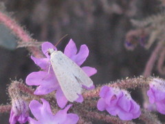 Lepidoptera