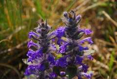 Ajuga multiflora